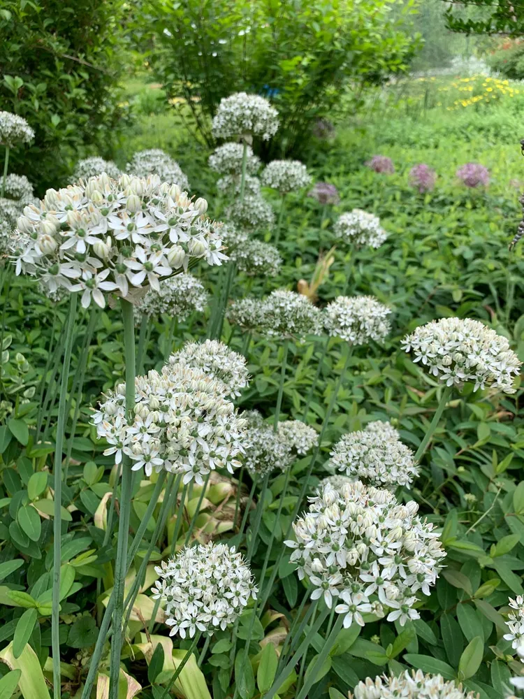 Il giardino del Ma'Già a Fresonara — foto 1