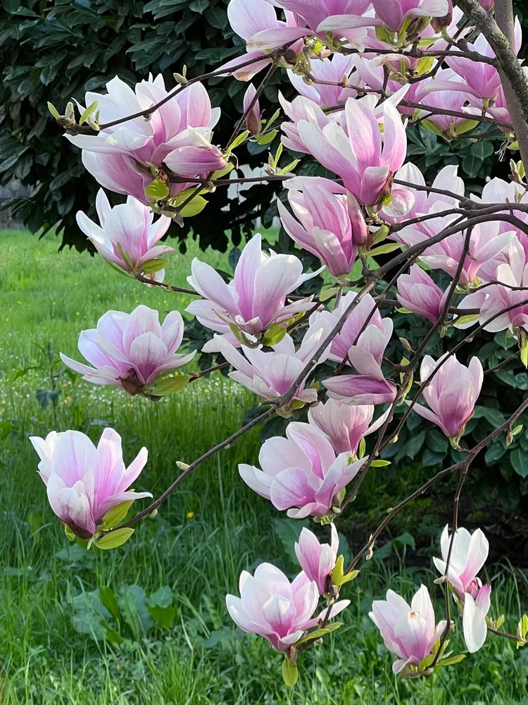 Il giardino del Ma'Già a Fresonara — foto 8