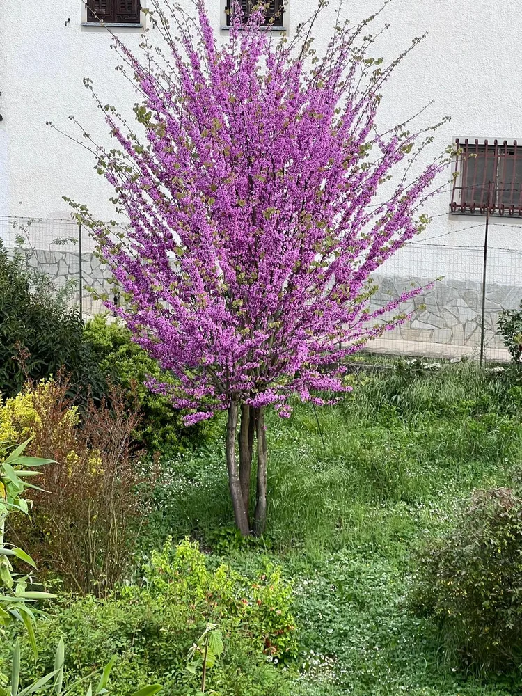Il giardino del Ma'Già a Fresonara — foto 11