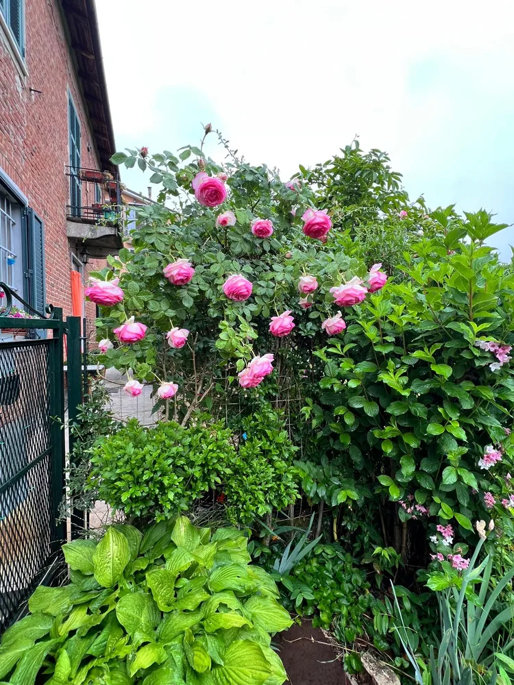 Il giardino del Ma'Già a Fresonara — foto 15